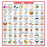 The Evolution of the Animal World